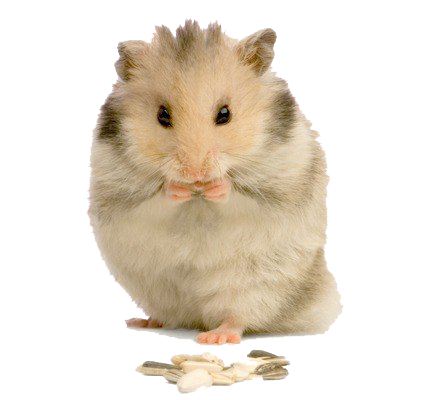 Cute Hamster PNG Photo