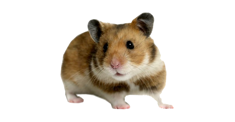 Cute Hamster PNG Transparent Image