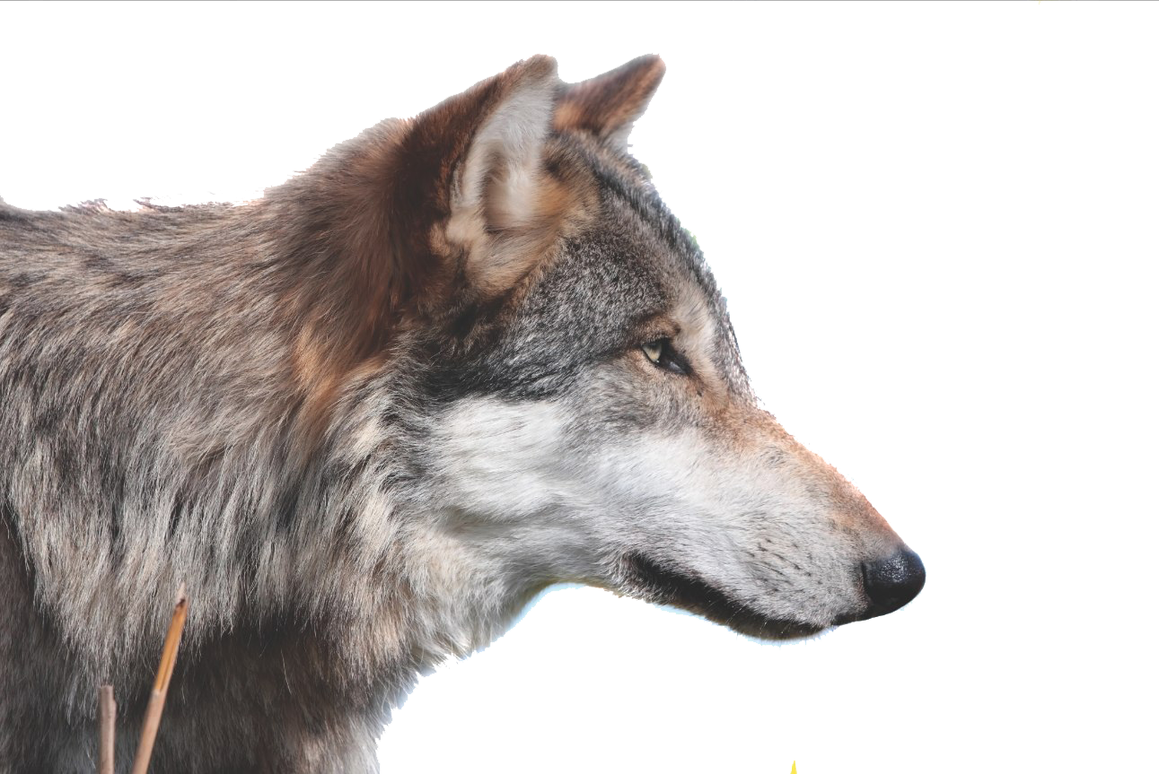 Female Wolf PNG Background Image