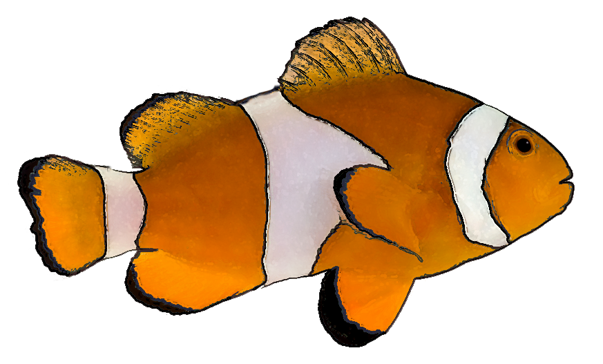 Finding Nemo PNG Picture