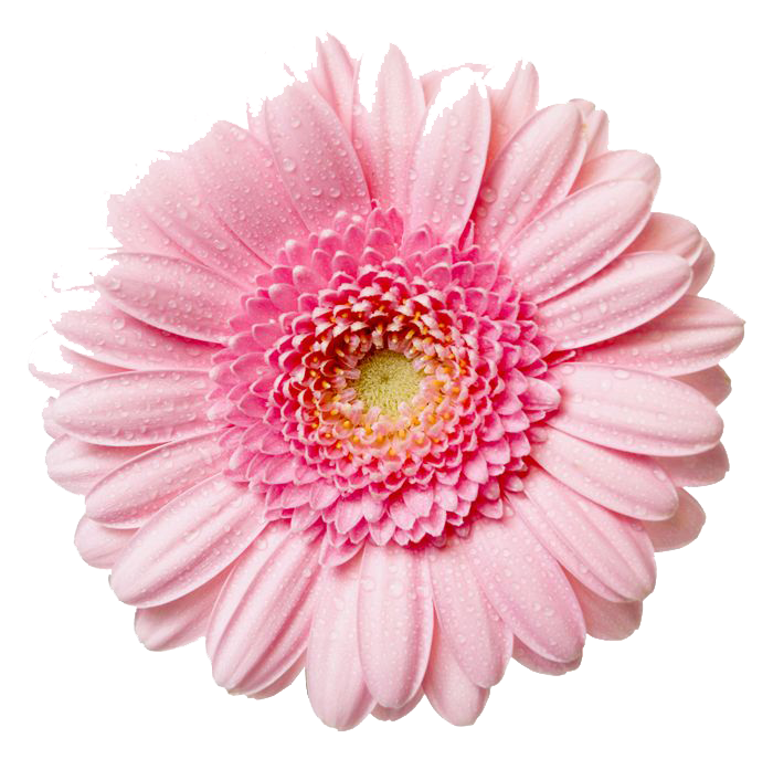Gerbera Flower Free PNG Image