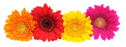 Gerbera Flower PNG Download Image
