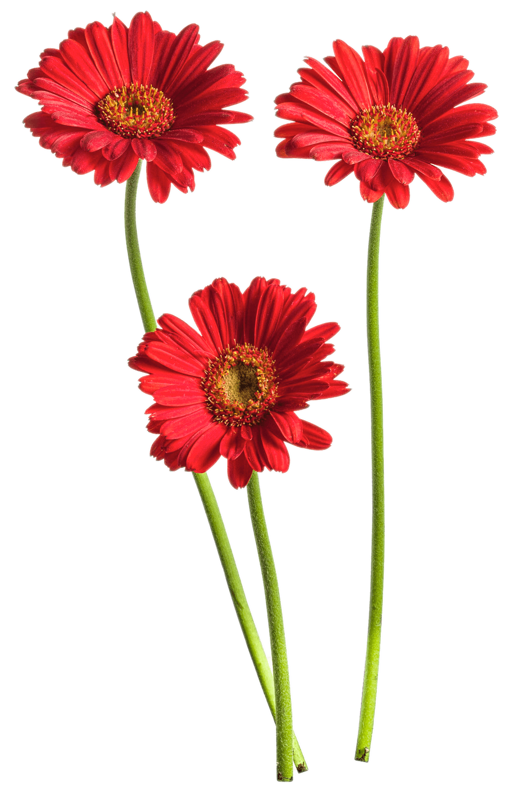 Gerbera Flower PNG High-Quality Image