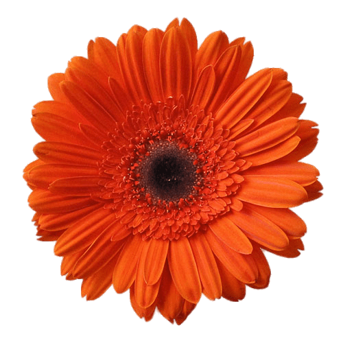 Gerbera Flower PNG Photo