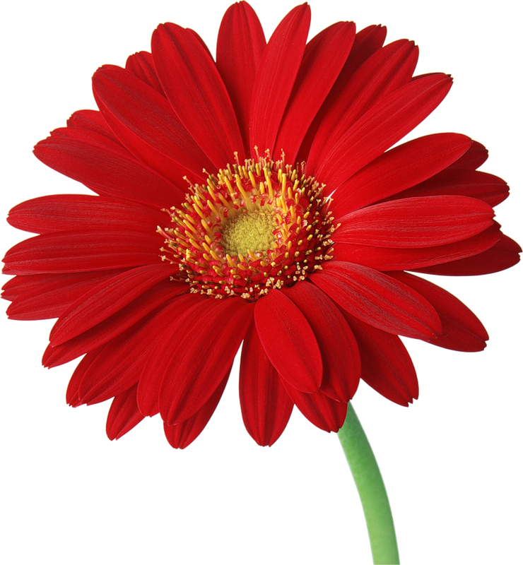 Gerbera Flower PNG Transparent Image