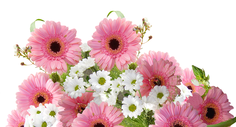 Featured image of post Gerbera Vector Png New gerbera designs everyday with commercial licenses