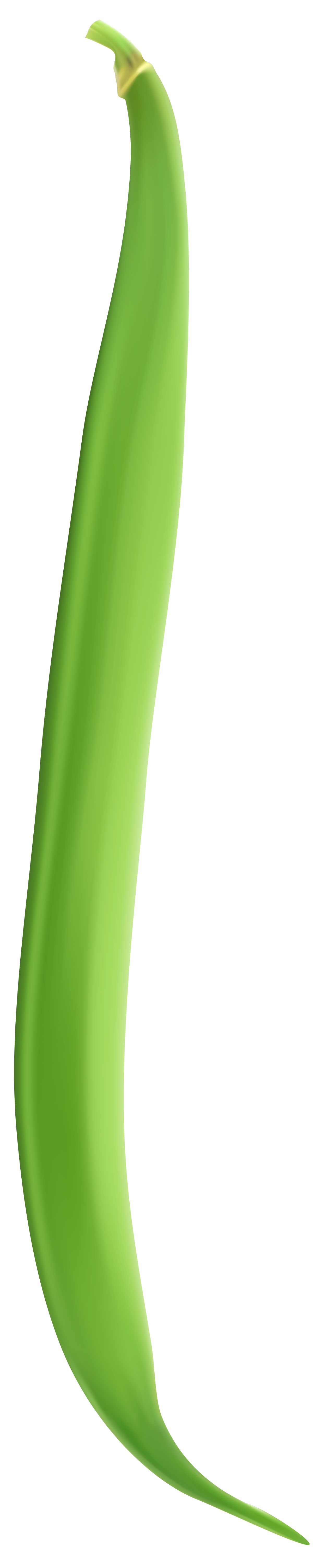 Green Beans PNG Pic