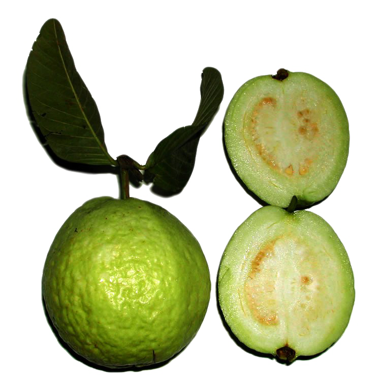 Green Guava PNG Image