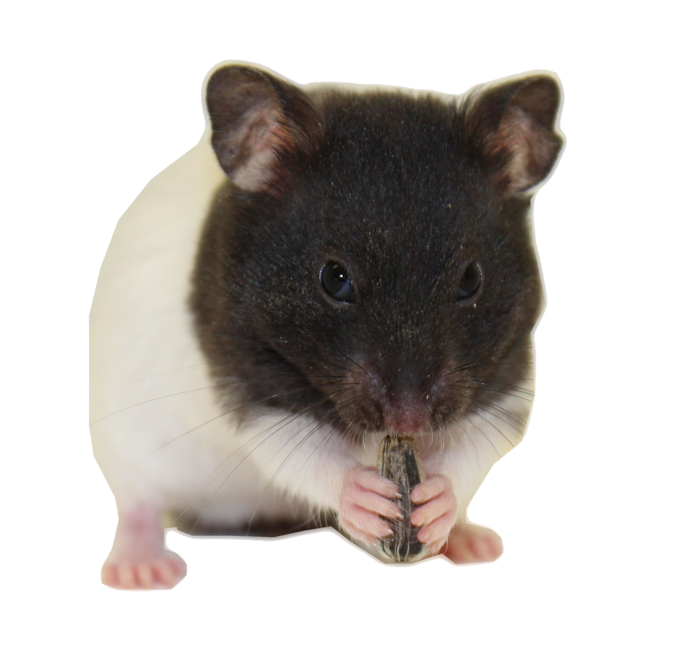 Hamster Download Transparent PNG Image