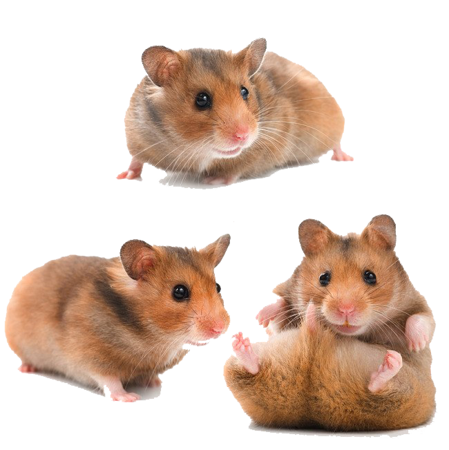 Hamster PNG Download Image