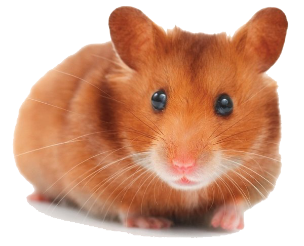 Hamster PNG High-Quality Image