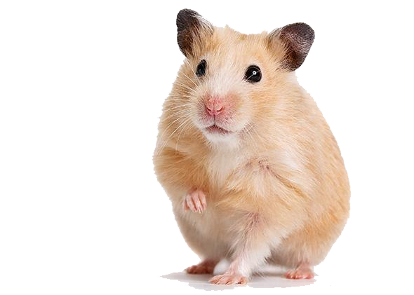 Hamster PNG Image Background