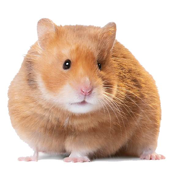 Hamster PNG Image