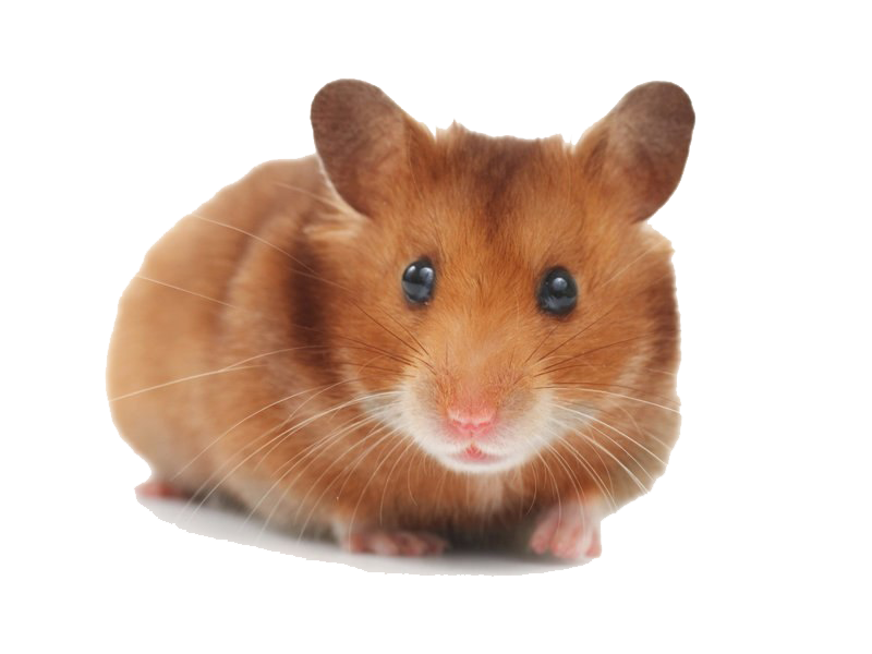 Hamster PNG Picture