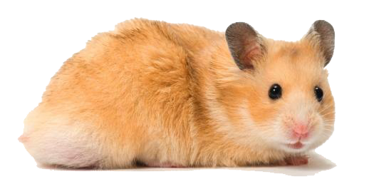 Hamster PNG Transparent Image