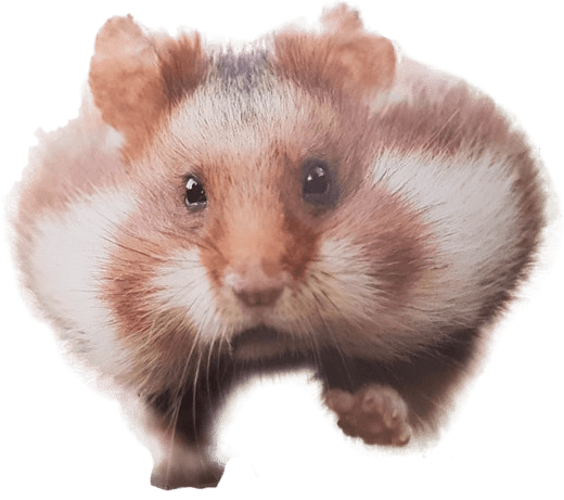 Hamster Transparent Background PNG