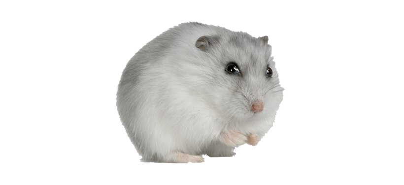 Hamster Transparent Image