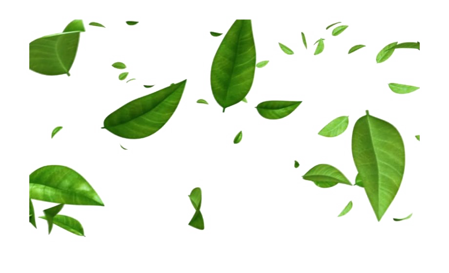 Leaves PNG Free Download