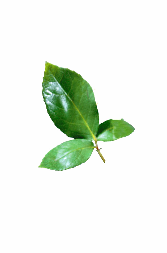 잎 PNG 이미지 투명
