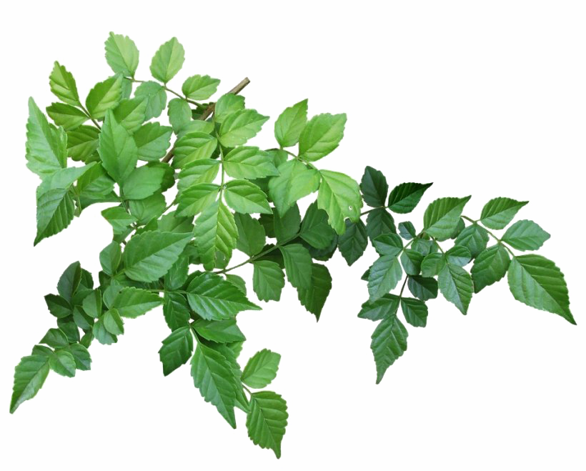잎 PNG 이미지