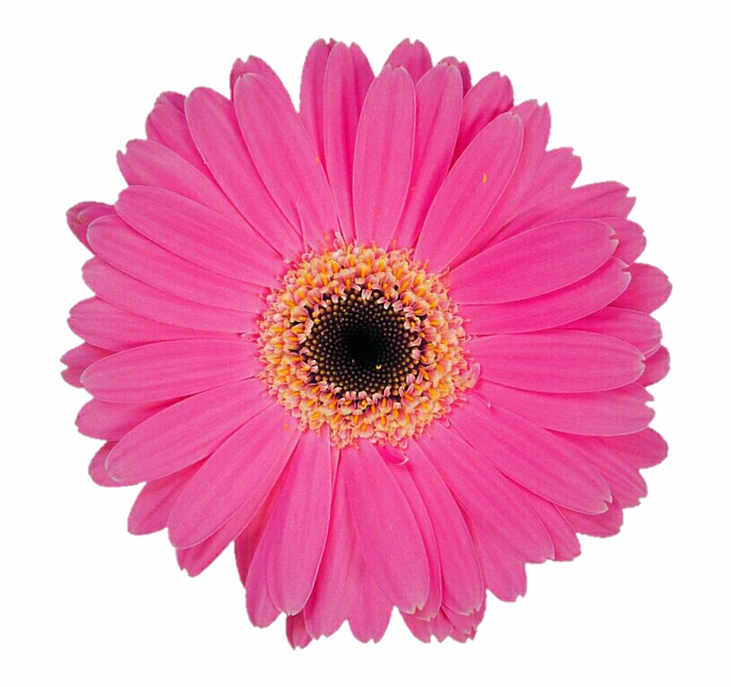 Pink Gerbera PNG Transparent Image