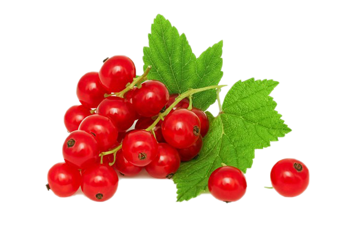 Red Currant PNG High-Quality Image