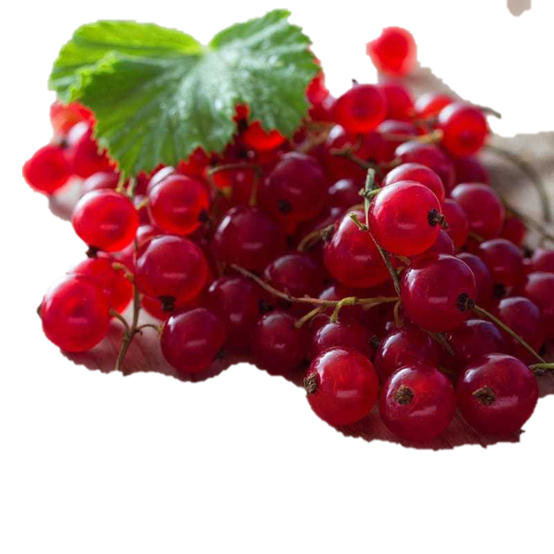 Red Currant PNG Image Background