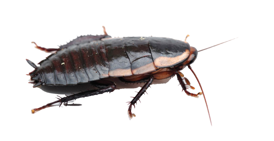 Roaches Free PNG Image