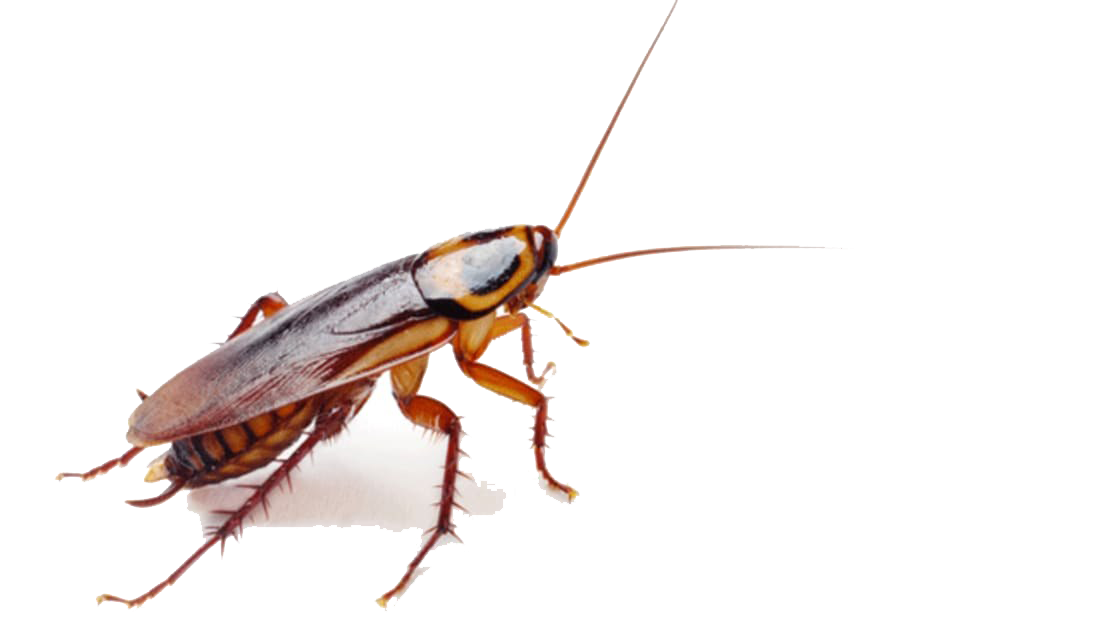 Roaches PNG Bild herunterladen
