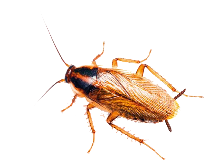Roaches PNG Image Background