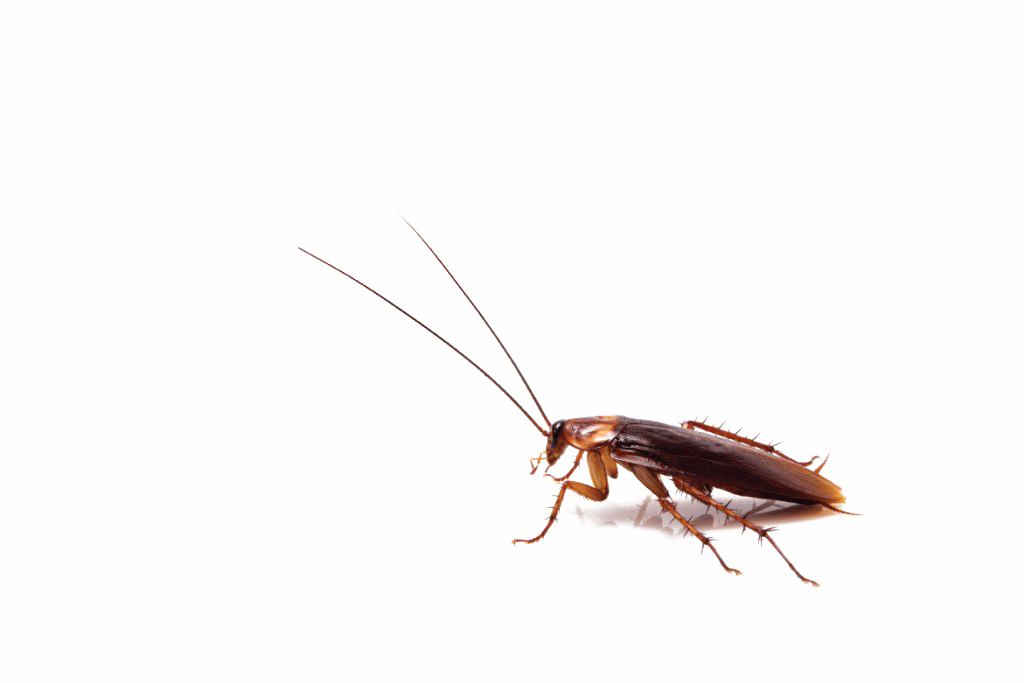 Kakkerlakken PNG-Afbeelding
