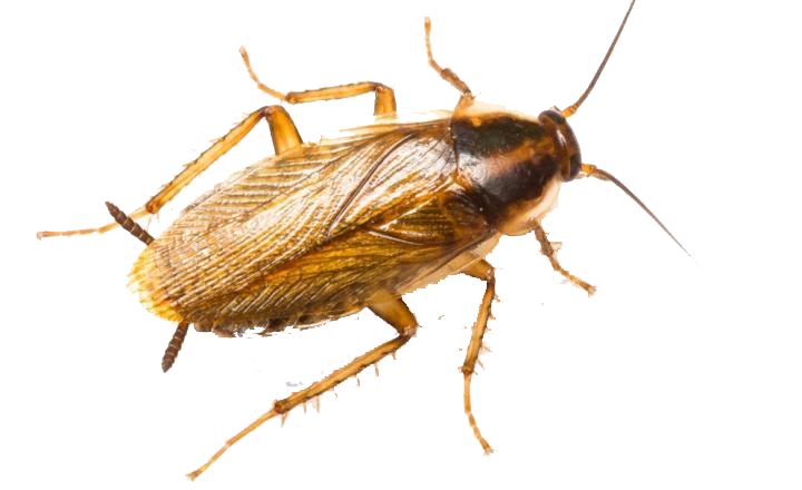 바퀴벌레 PNG 사진