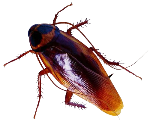 Roaches Transparan Gambar