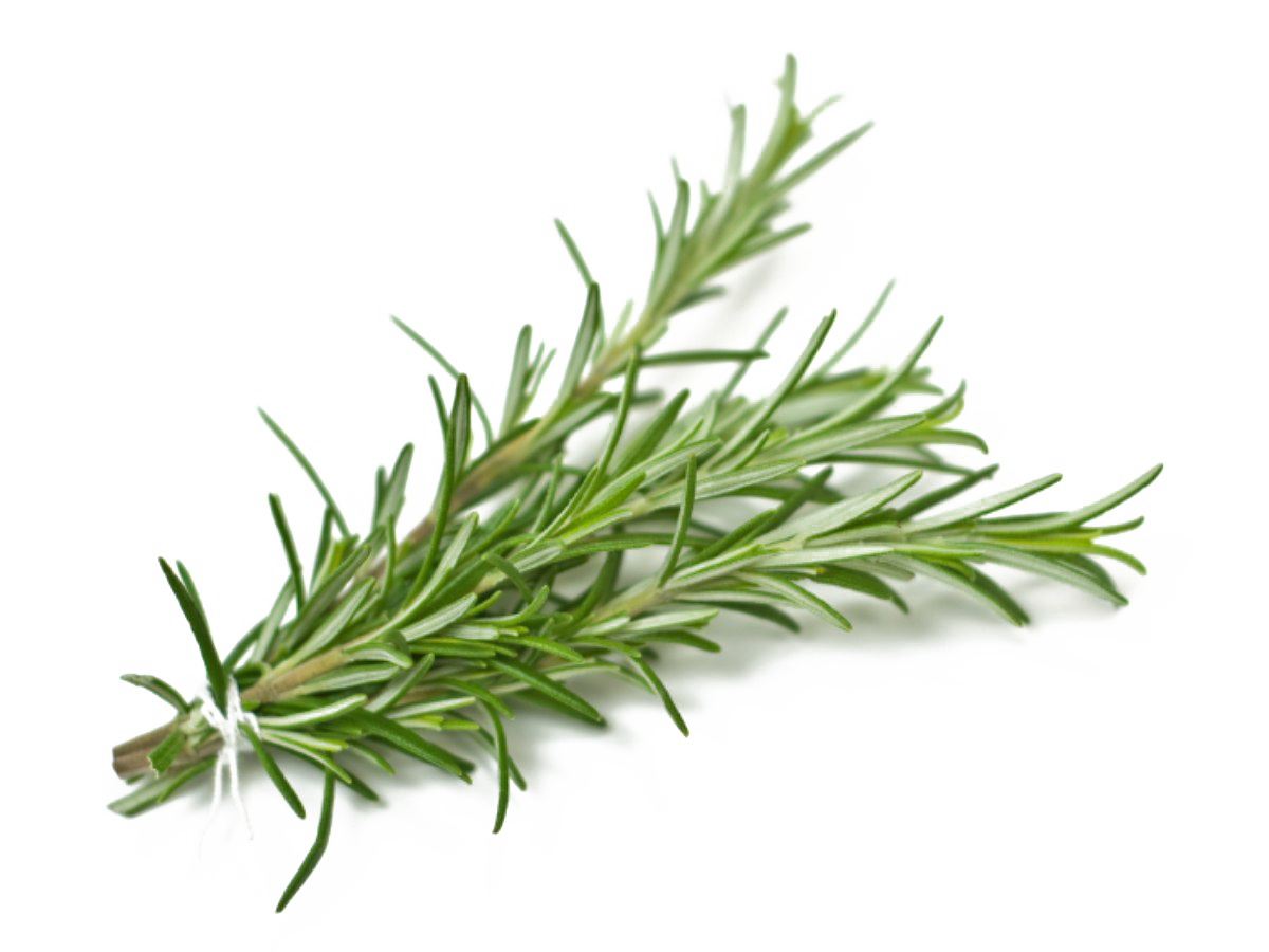 Rosemary PNG Background Image
