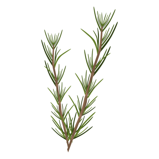 Rosemary PNG Download Image