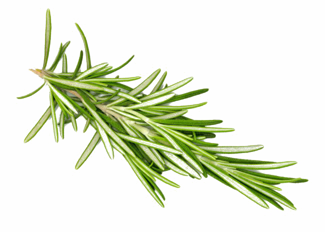 Rosemary PNG Download gratuito