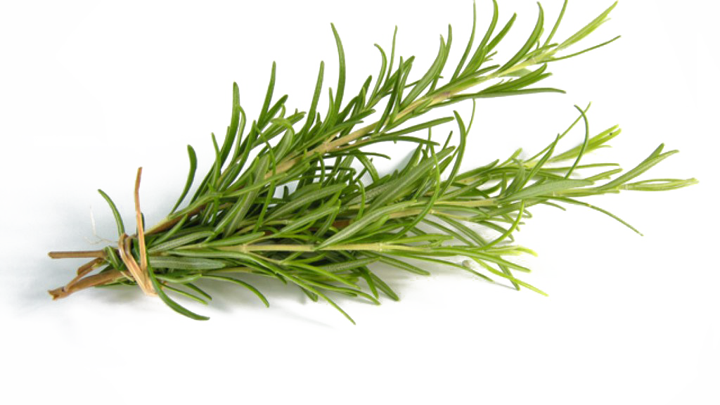 Rosemary PNG Image Transparent Background