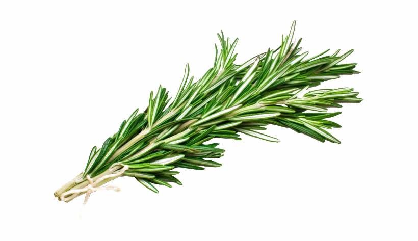 Rosemary PNG Image