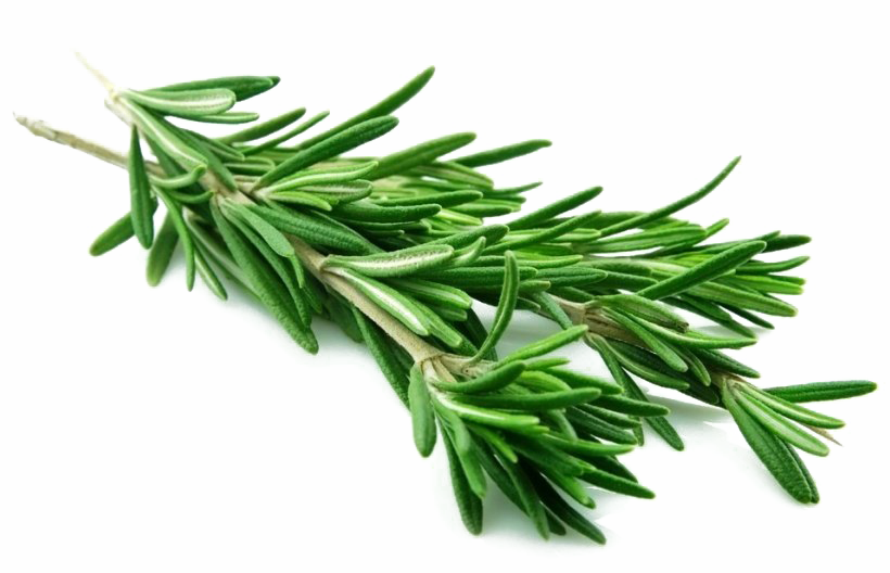 Rosemary PNG Photo
