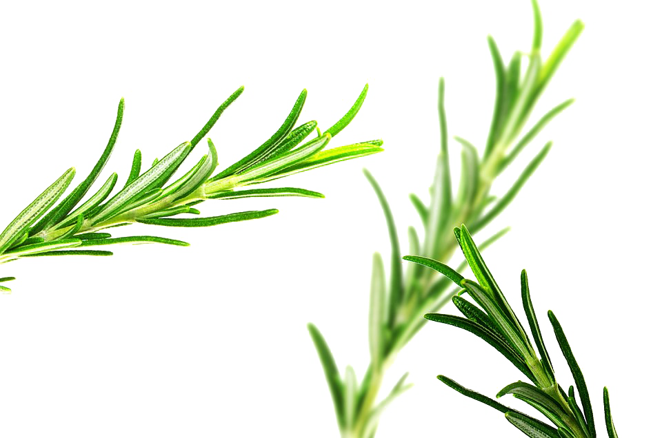 Rosemary PNG Pic