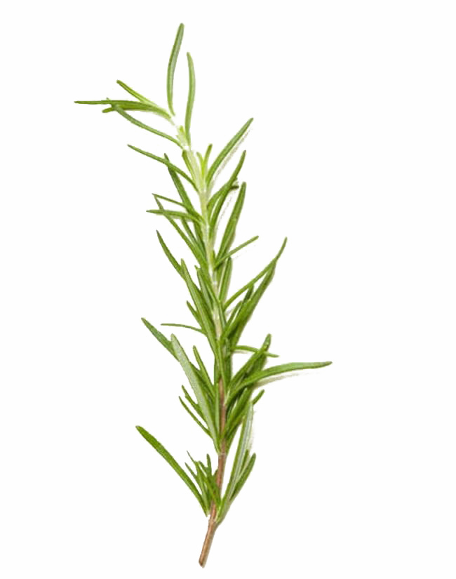 Rosemary PNG Picture
