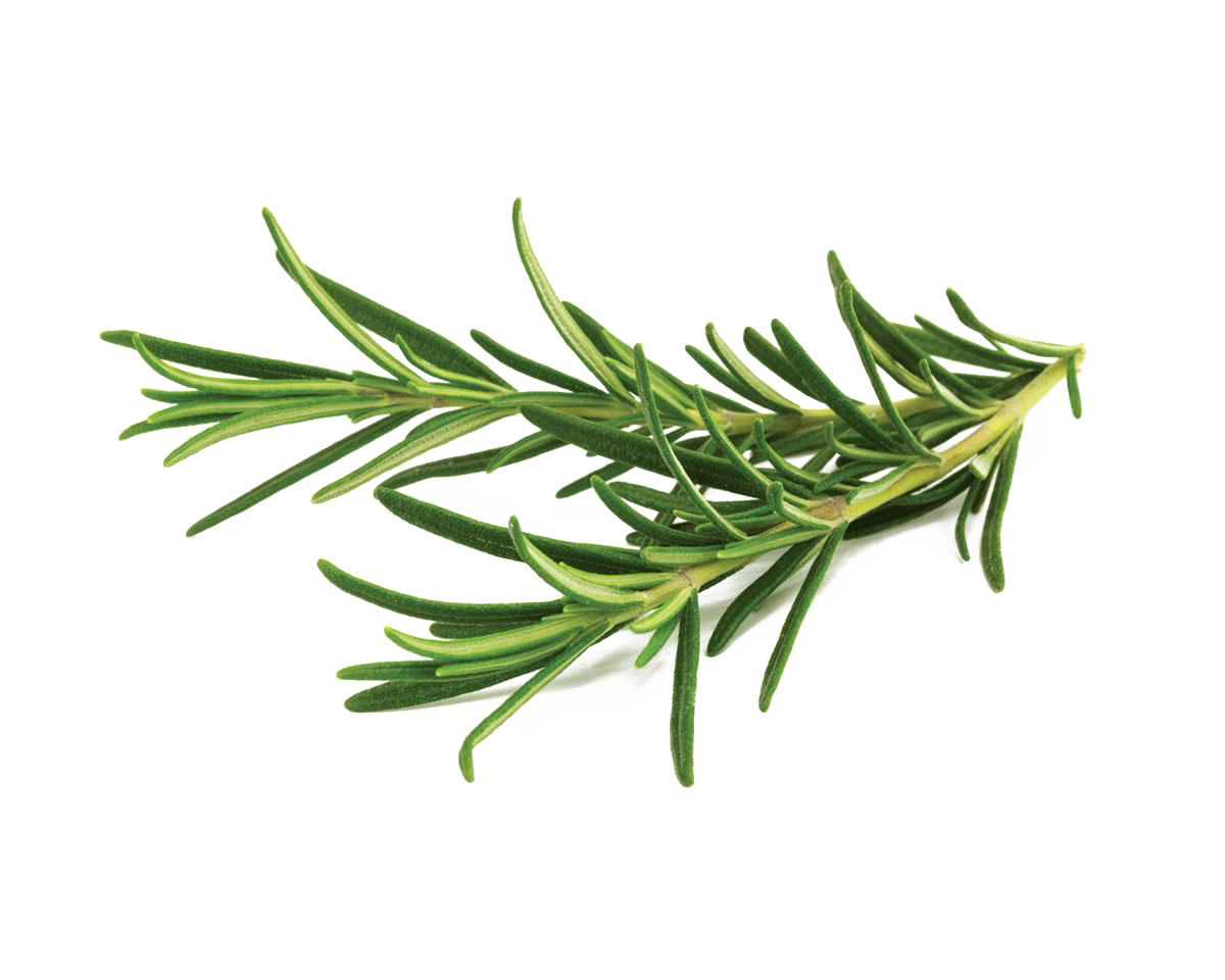 Rosemary PNG Transparent Image