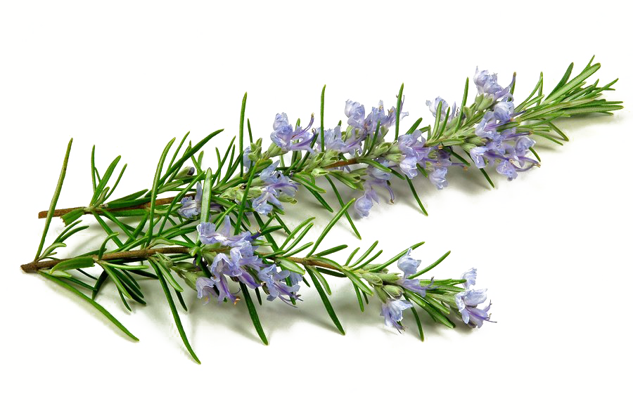 Rosemary Transparent Background PNG