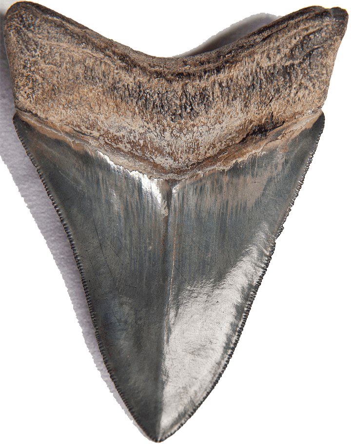 Shark Teeth PNG Download Image