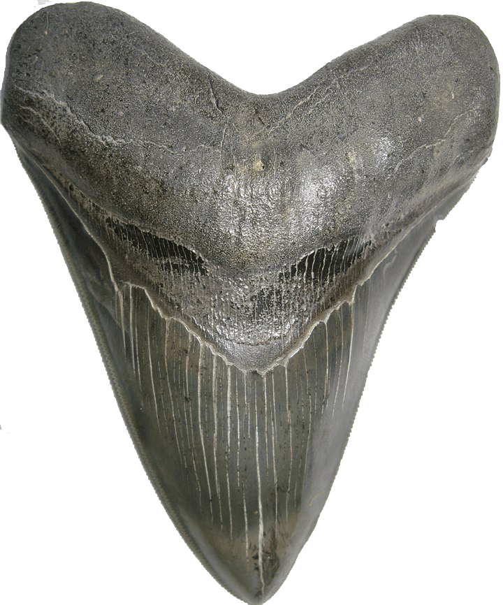 Shark Teeth PNG High-Quality Image