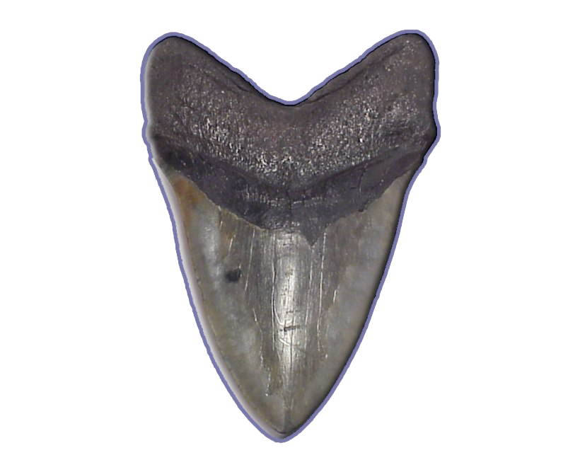 Shark dents PNG image