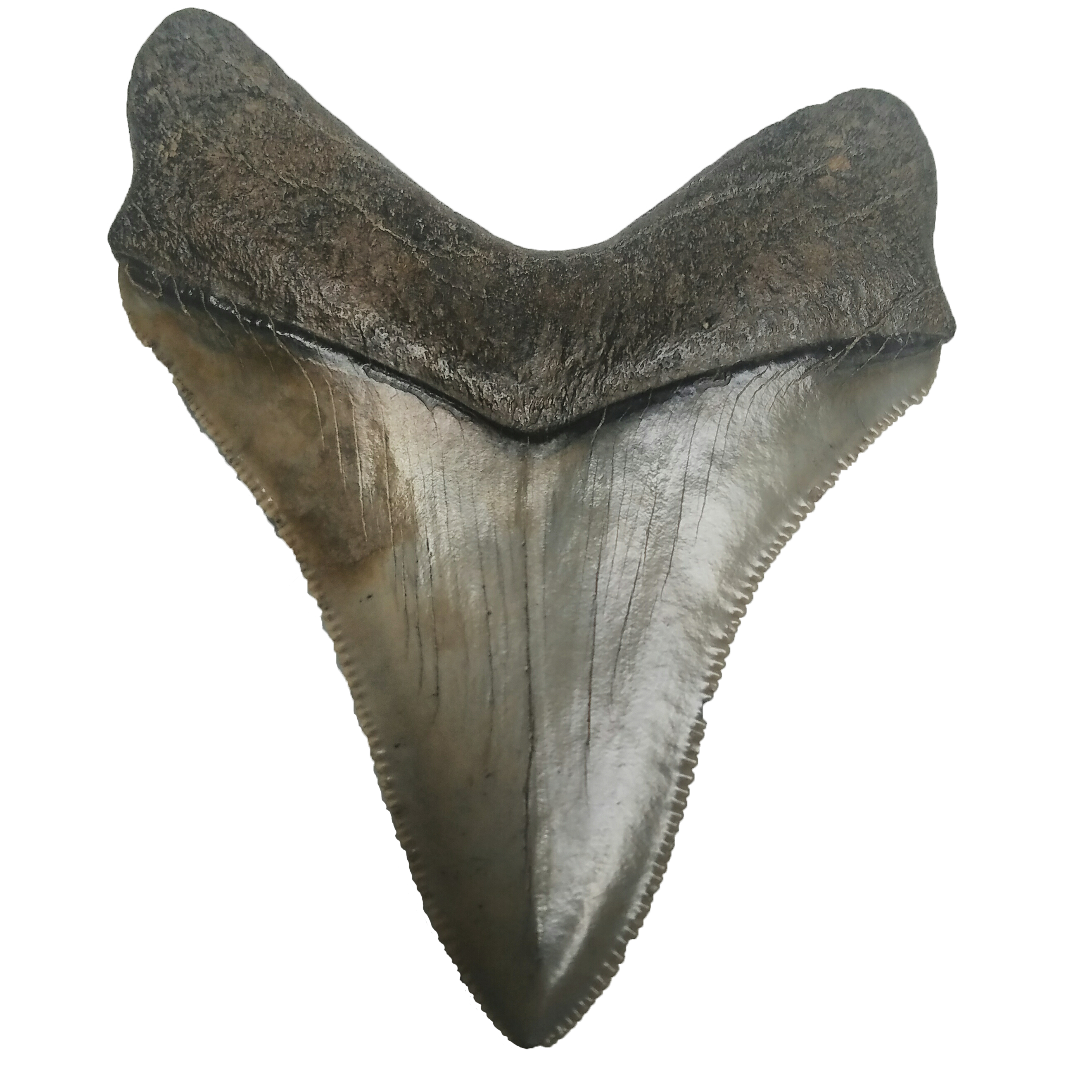 Shark Teeth PNG Photo