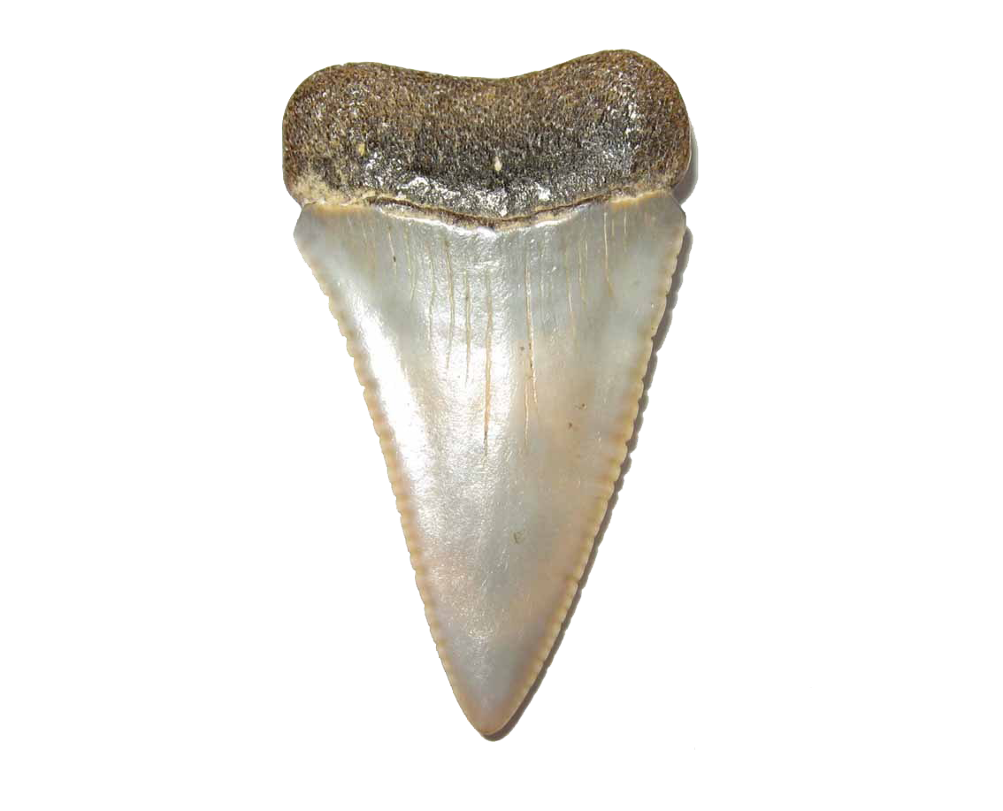 Shark Teeth Transparent Image