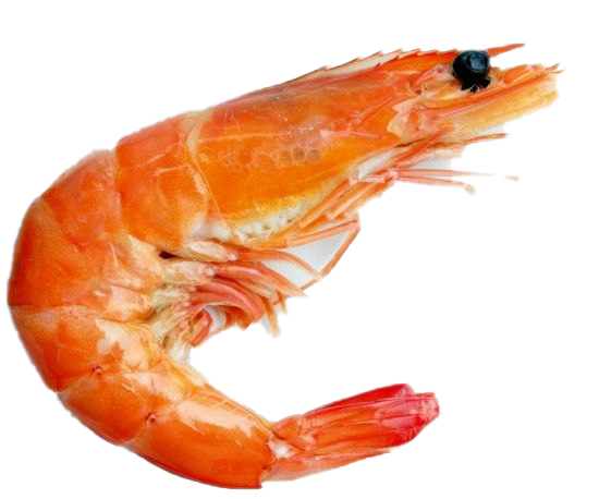Shrimp Download PNG Image