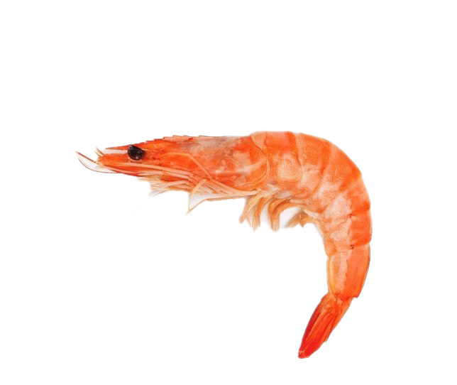 Shrimp Free PNG Image